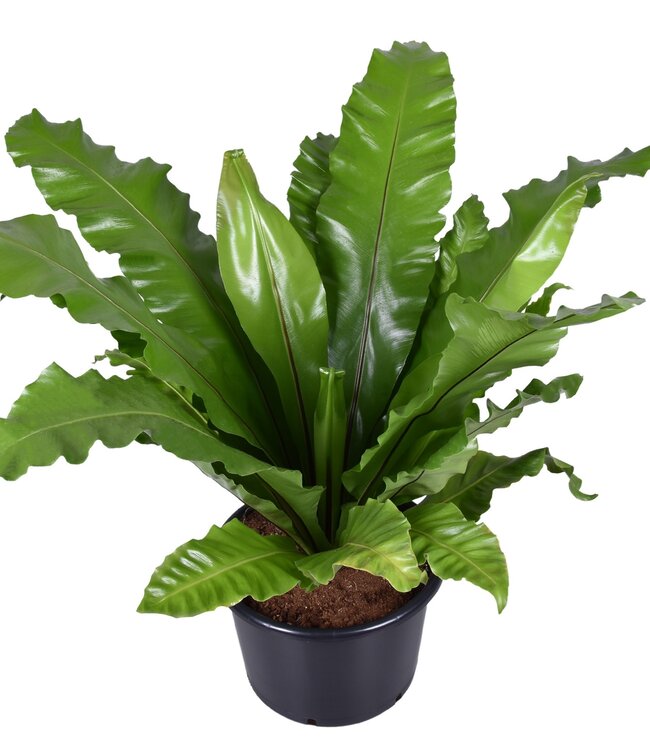 Asplenium nidus | Stück für Stück