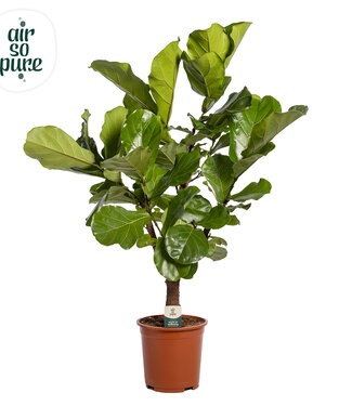 ME Ficus Lyrata Branched p24 (Air so Pure) | Per piece