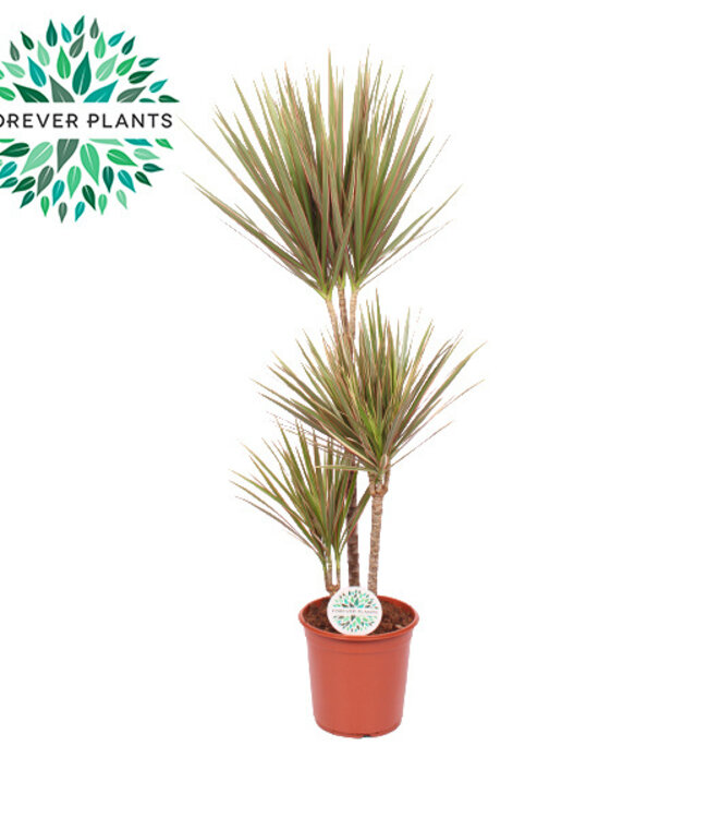 Dracaena Bicolor p24 60+30+10 | Per stuk te bestellen