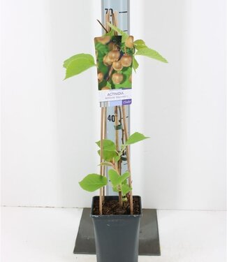 ME Actinidia Deliciosa Hayward | Pot size 17 | Each