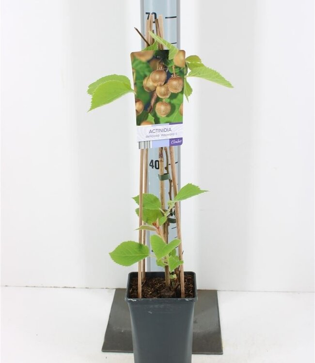 Actinidia Deliciosa Hayward | Potmaat 17 | Per stuk