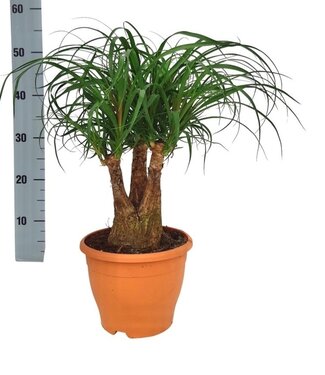 ME Beaucarnea 19 cm ramifié | Par pièce