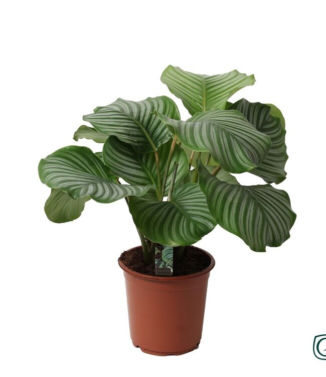 Calathea Orbifolia Dikte 2 | Per stuk