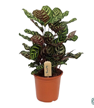 ME Calathea Makoyana p21 | Stück für Stück