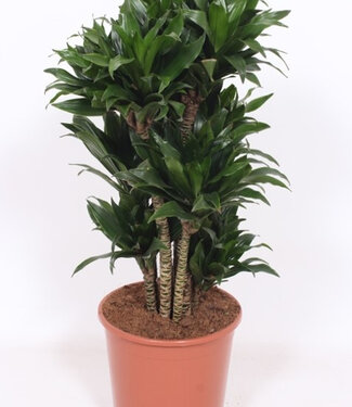 ME Dracaena Compacta | Per stuk