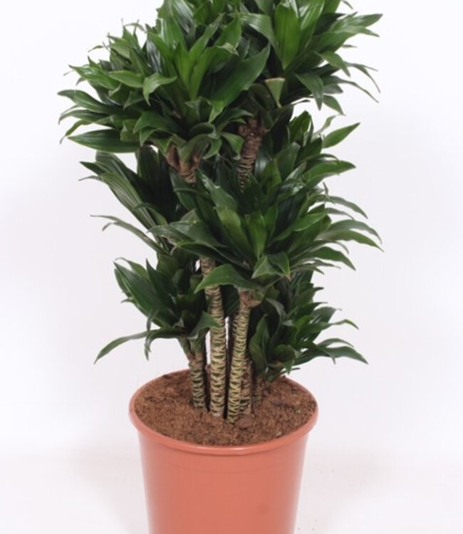 Dracaena Compacta | Par pièce