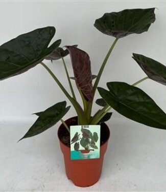 ME Alocasia Wentii | je