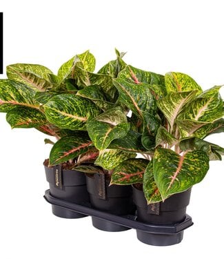 ME Aglaonema Spring Red | Par pièce