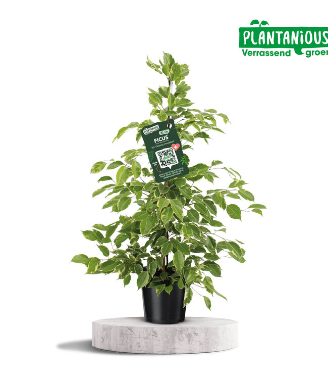 Ficus benjamina goldenKing | Par pièce