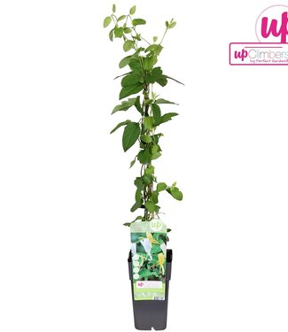 ME Lonicera Japonica Halliana P15 | Per stuk