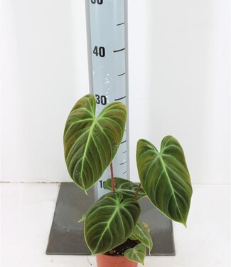 ME Philodendron El Choco Red P10.5 | Per stuk