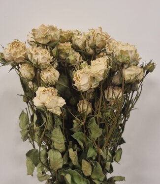 DriedRoses.com White spray roses | Dried | Length 50 centimetres