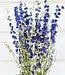 Blauer getrockneter Rittersporn | Delphinium getrocknete Blumen | Länge 70 Zentimeter | Bestellung pro Strauß