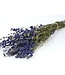 Larkspur bleu séché | Delphinium fleurs séchées | Longueur 70 centimètres | Commande par bouquet