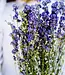 Larkspur bleu séché | Delphinium fleurs séchées | Longueur 70 centimètres | Commande par bouquet