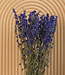 Larkspur bleu séché | Delphinium fleurs séchées | Longueur 70 centimètres | Commande par bouquet