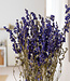 Larkspur bleu séché | Delphinium fleurs séchées | Longueur 70 centimètres | Commande par bouquet