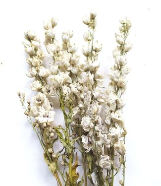 Dutch Dried Larkspur blanc séché | Delphinium fleurs séchées | Longueur 70 centimètres | Par bouquet