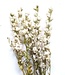 Wit gedroogd Ridderspoor | Delphinium droogbloemen | Lengte 70 centimeter | Per bos te bestellen