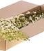 Wit gedroogd Ridderspoor | Delphinium droogbloemen | Lengte 70 centimeter | Per bos te bestellen