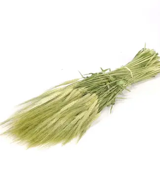 Dutch Dried Gedroogde groen naturellele gerst | Hordeum droogbloemen | Lengte 70 centimeter | Per stuk