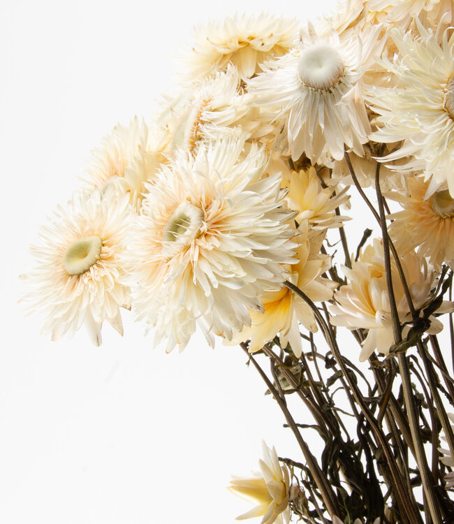 Helichrysum blanc séché | Fleurs séchées paille blanche | Longueur 55 centimètres | Commande par pièce