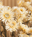 Helichrysum blanc séché | Fleurs séchées paille blanche | Longueur 55 centimètres | Commande par pièce