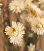 Helichrysum blanc séché | Fleurs séchées paille blanche | Longueur 55 centimètres | Commande par pièce