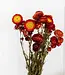 Dried red Helichrysum | Red straw dried flowers | Length 55 centimetres | Order by piece