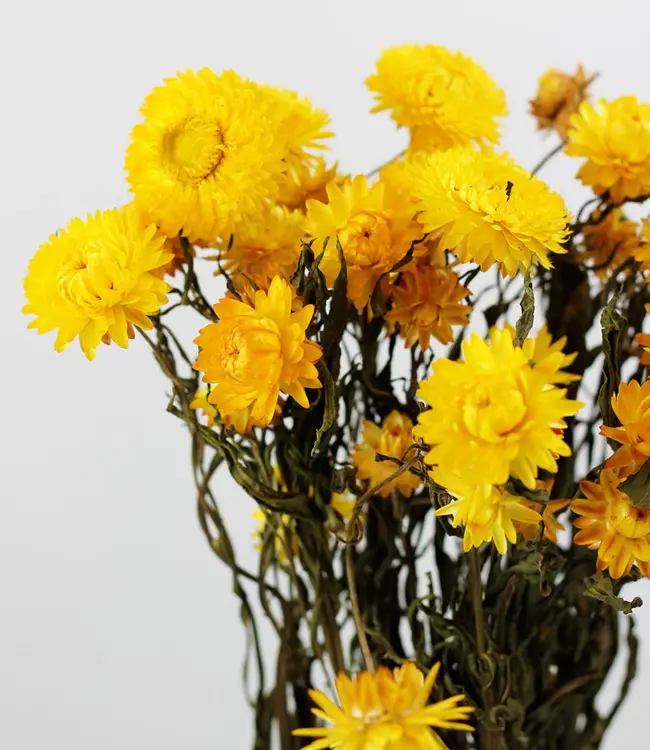 Gedroogde gele Helichrysum | Gele strobloemen droogbloemen | Lengte 55 centimeter | Per stuk te bestellen