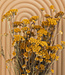 Dried yellow Lonas Aanua dried flowers | Length 55 - 60 centimetres | Ordered by piece