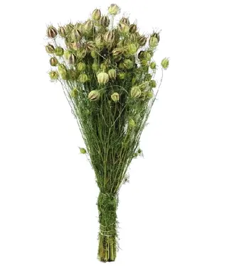 Dutch Dried Getrocknete grüne natürliche Nigella-Trockenblumen | Länge 60 Zentimeter | Pro Strauß