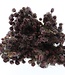 Dried natural Nigella "Black Pod" dried flowers | Length 60 centimetres | Order by bunch