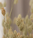 Dried green natural Phalaris | natural canary grass dried flowers | Length 70 centimetres | Order by bunch