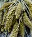 Dried green natural Setaria | natural Needlepoint dried flowers | Length 65 centimetres | Order per bunch