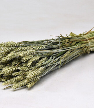 Dutch Dried Gedroogde groen naturelle Tarwe | Naturelle Triticum droogbloemen | Lengte 70 centimeter | Per bos