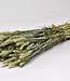 Dried green natural Wheat | Natural Triticum dried flowers | Length 70 centimetres | Order per bunch