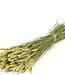 Dried green natural Wheat | Natural Triticum dried flowers | Length 70 centimetres | Order per bunch