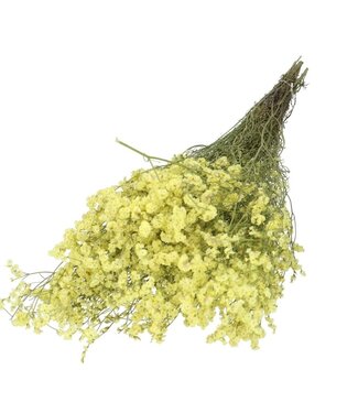 4A Gele gedroogde Limonium diamond | Statice droogbloemen | Lengte 70 centimeter | Per bos