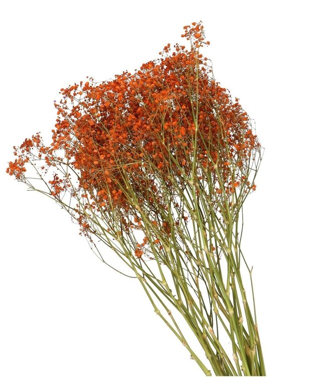 Orange dried gypsophila flowers | Gypsophila dried flowers | Length 70 centimetres | Order per bunch