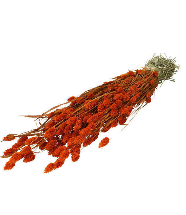 Phalaris séché orange | Longueur 70 centimètres | Commande par bouquet