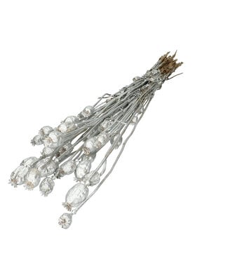 4A Silver dried poppy | Length 60 centimetres | Per bunch