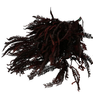 4A Burgundy dried ferns | Dry flower Helecho | Length 70 centimetres | Per bunch