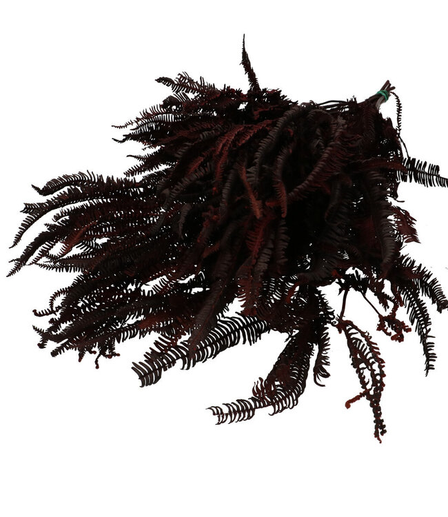 Burgundy dried ferns | Dry flower Helecho | Length 70 centimetres | Order per bunch