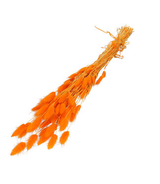 4A Lagurus dried flower orange | Weight 50 grams | Length 60 centimetres | Per bunch