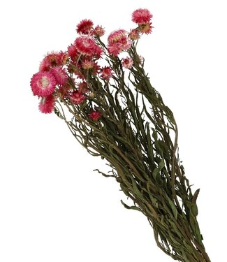 4A Fleurs de paille séchées roses | Fleurs séchées Helichrysum | Longueur 40-60 centimètres | Par bouquet