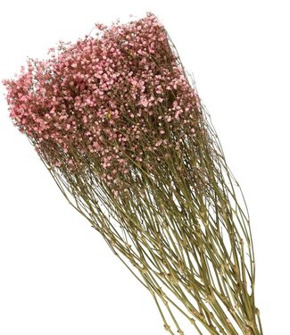 4A Lichtroze gedroogd gipskruid | Gypsophila droogbloemen | Lengte 70 centimeter | Per bos