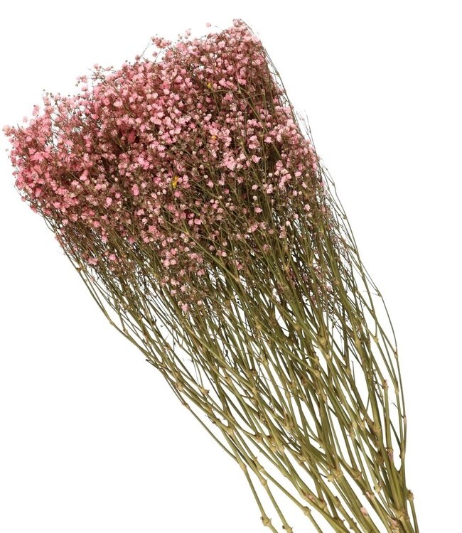 Lichtroze gedroogd gipskruid | Gypsophila droogbloemen | Lengte 70 centimeter | Per bos te bestellen