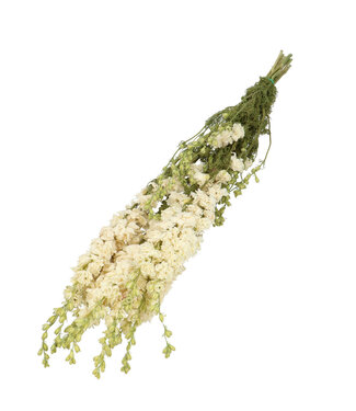 4A Wit gedroogd Ridderspoor | Delphinium droogbloemen | Lengte 60 centimeter | Per bos