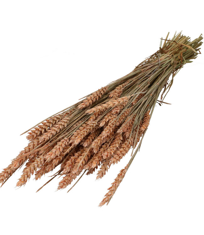 Zalmkleurige gedroogde tarwe | Triticum droogbloemen | Lengte 60-70 centimeter | Per bos te bestellen